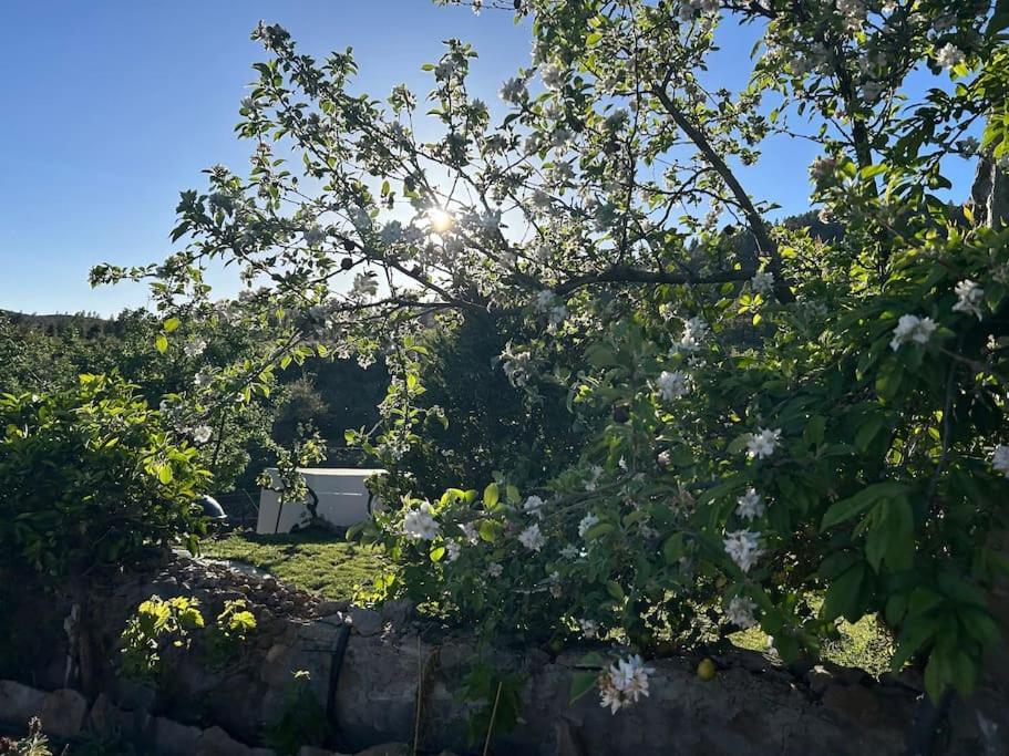 Lilly'S Finca - Romantischter Rueckzugsort - Pool Vilaflor Exterior foto